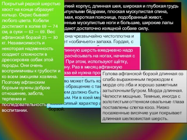 Несмотря на то что собака довольно крупная, она вполне уместна в