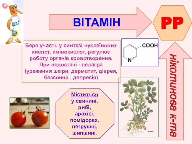 ВІТАМІН PP нікотинова к-та Бере участь у синтезі нуклеїнових кислот, амінокислот,