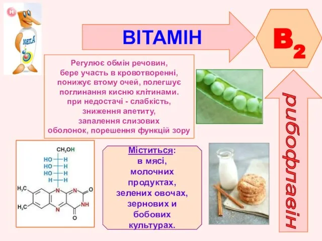 ВІТАМІН B2 рибофлавін Регулює обмін речовин, бере участь в кровотворенні, понижує