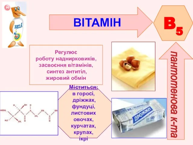 ВІТАМІН B5 пантотенова к-та Регулює роботу наднирковиків, засвоєння вітамінів, синтез антитіл,