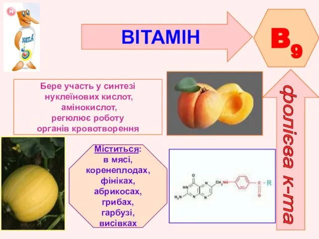 ВІТАМІН B9 фолієва к-та Бере участь у синтезі нуклеїнових кислот, амінокислот,