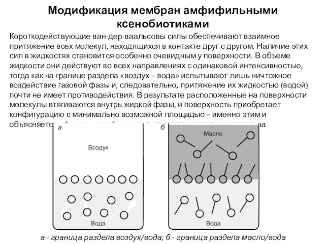 Модификация мембран амфифильными ксенобиотиками Короткодействующие ван-дер-ваальсовы силы обеспечивают взаимное притяжение всех