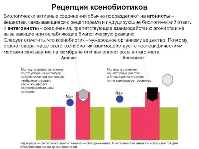 Рецепция ксенобиотиков Биологически активные соединения обычно подразделяют на агонисты – вещества,