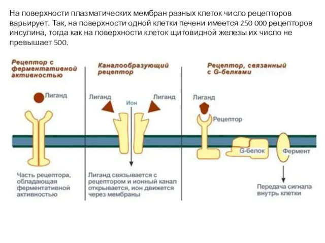 На поверхности плазматических мембран разных клеток число рецепторов варьирует. Так, на