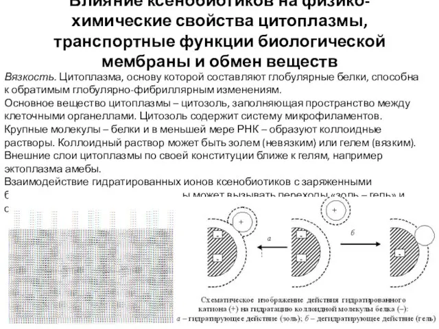 Влияние ксенобиотиков на физико-химические свойства цитоплазмы, транспортные функции биологической мембраны и