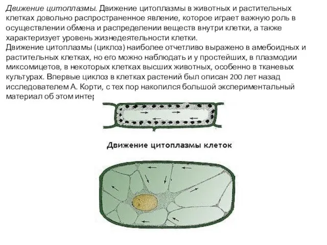 Движение цитоплазмы. Движение цитоплазмы в животных и растительных клетках довольно распространенное