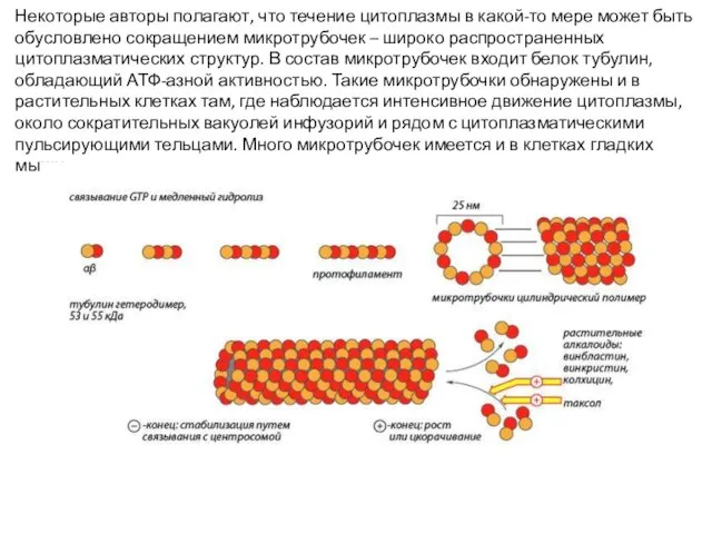 Некоторые авторы полагают, что течение цитоплазмы в какой-то мере может быть