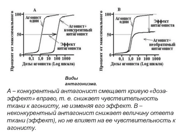 А – конкурентный антагонист смещает кривую «доза-эффект» вправо, т. е. снижает