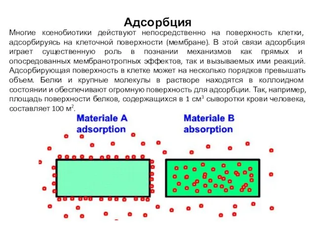 Адсорбция Многие ксенобиотики действуют непосредственно на поверхность клетки, адсорбируясь на клеточной