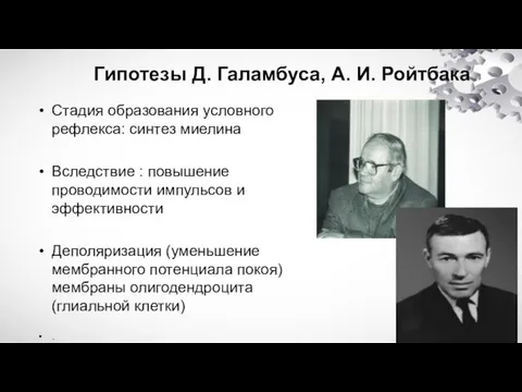 Гипотезы Д. Галамбуса, А. И. Ройтбака Стадия образования условного рефлекса: синтез