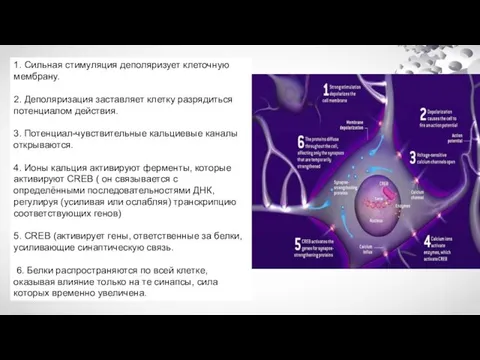 1. Сильная стимуляция деполяризует клеточную мембрану. 2. Деполяризация заставляет клетку разрядиться