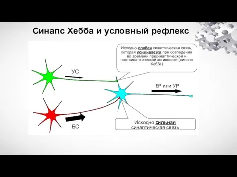 Синапс Хебба и условный рефлекс