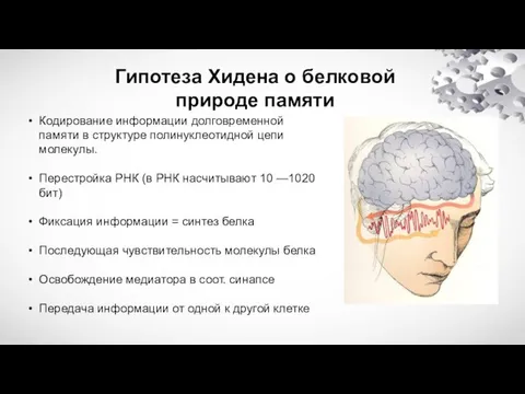 Гипотеза Хидена о белковой природе памяти Кодирование информации долговременной памяти в