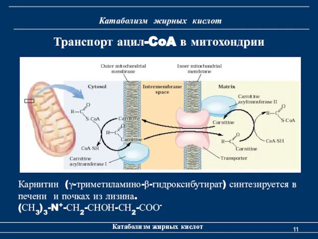 Катаболизм жирных кислот Катаболизм жирных кислот Транспорт ацил-CoA в митохондрии Карнитин