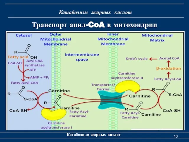 Катаболизм жирных кислот Катаболизм жирных кислот Транспорт ацил-CoA в митохондрии