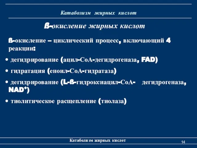 Катаболизм жирных кислот Катаболизм жирных кислот ß-окисление – циклический процесс, включающий