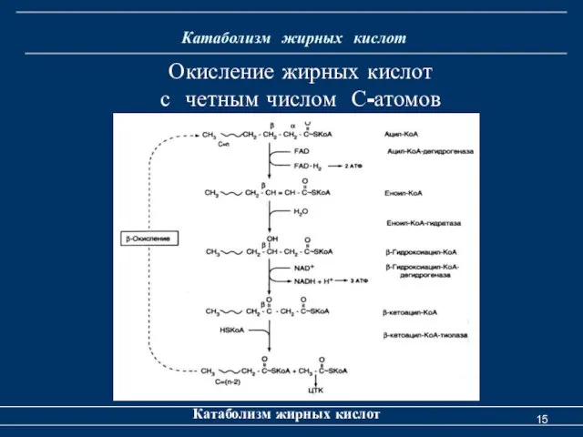 Катаболизм жирных кислот Катаболизм жирных кислот Окисление жирных кислот с четным числом С-атомов