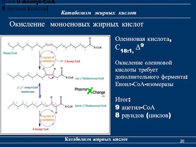 Катаболизм жирных кислот Катаболизм жирных кислот Окисление моноеновых жирных кислот Итог: