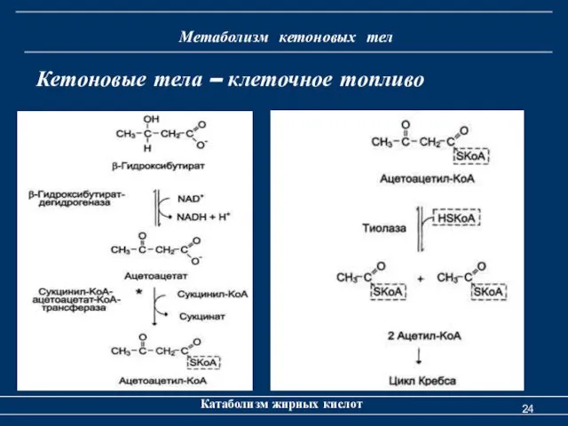 Метаболизм кетоновых тел Катаболизм жирных кислот Кетоновые тела – клеточное топливо