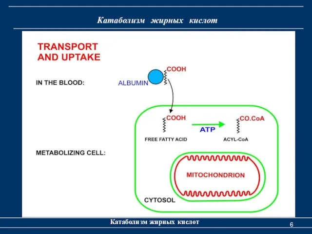 Катаболизм жирных кислот Катаболизм жирных кислот