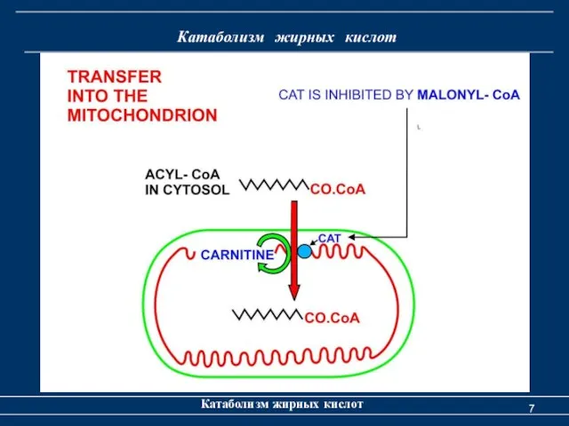 Катаболизм жирных кислот Катаболизм жирных кислот