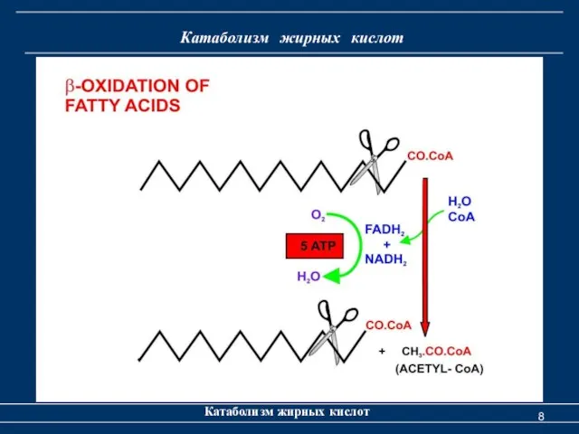 Катаболизм жирных кислот Катаболизм жирных кислот