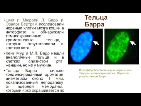 Тельца Барра 1949 г. Мюррей Л. Барр и Эрварт Бертрам исследовали