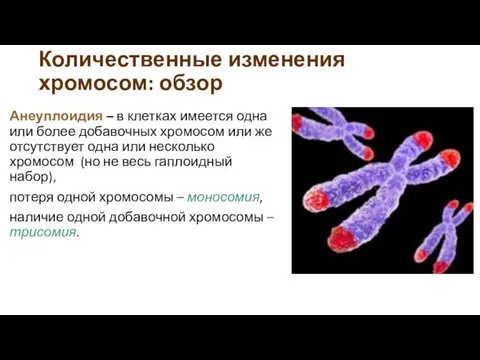 Количественные изменения хромосом: обзор Анеуплоидия – в клетках имеется одна или