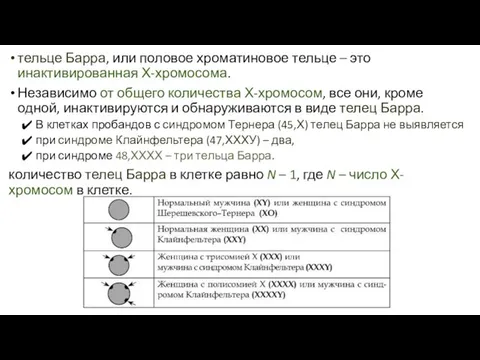 тельце Барра, или половое хроматиновое тельце – это инактивированная Х-хромосома. Независимо