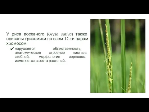 У риса посевного (Oryza sativa) также описаны трисомики по всем 12-ти