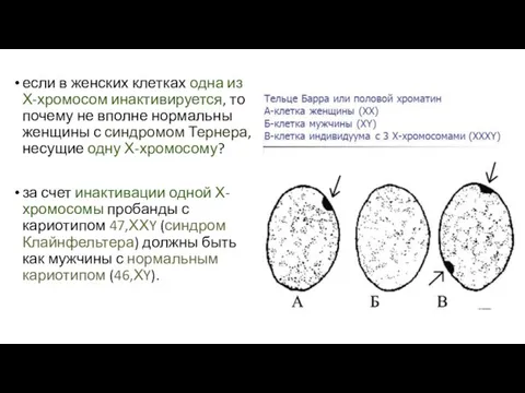 если в женских клетках одна из Х-хромосом инактивируется, то почему не