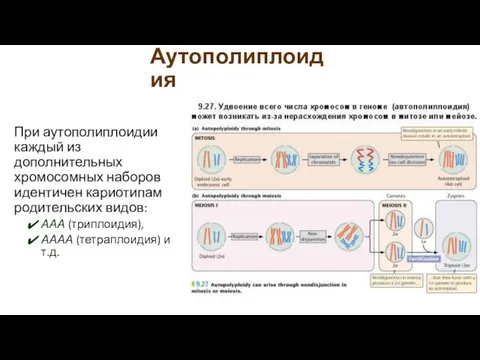 Аутополиплоидия При аутополиплоидии каждый из дополнительных хромосомных наборов идентичен кариотипам родительских