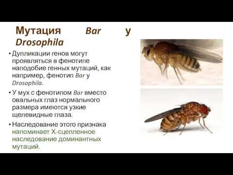 Мутация Bar у Drosophila Дупликации генов могут проявляться в фенотипе наподобие