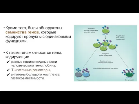 Кроме того, были обнаружены семейства генов, которые кодируют продукты с одинаковыми