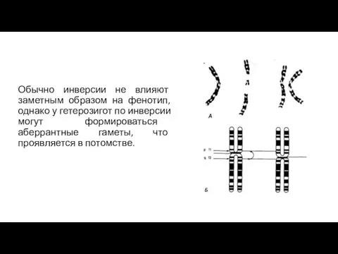 Обычно инверсии не влияют заметным образом на фенотип, однако у гетерозигот