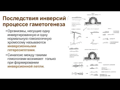 Последствия инверсий в процессе гаметогенеза Организмы, несущие одну инвертированную и одну