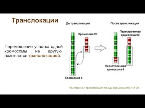 Транслокации Перемещение участка одной хромосомы на другую называется транслокацией. Реципрокная транслокация между хромосомами 4 и 20