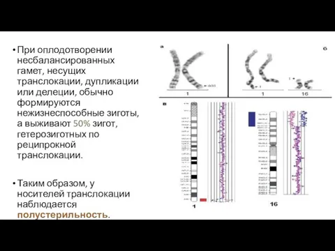 При оплодотворении несбалансированных гамет, несущих транслокации, дупликации или делеции, обычно формируются