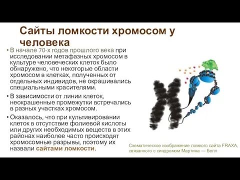 Сайты ломкости хромосом у человека В начале 70-х годов прошлого века