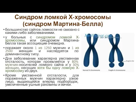 Синдром ломкой Х-хромосомы (синдром Мартина-Белла) Большинство сайтов ломкости не связано с