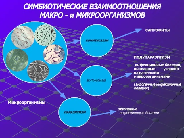 СИМБИОТИЧЕСКИЕ ВЗАИМООТНОШЕНИЯ МАКРО - и МИКРООРГАНИЗМОВ Микроорганизмы САПРОФИТЫ ПОЛУПАРАЗИТИЗМ инфекционные болезни,