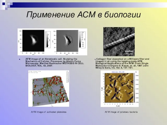 Применение АСМ в биологии AFM image of an fibroblastic cell. Studying