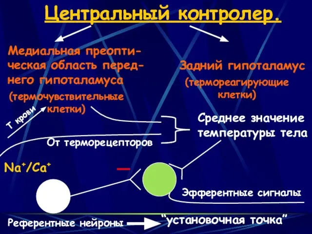 Центральный контролер. Медиальная преопти- ческая область перед- него гипоталамуса Задний гипоталамус