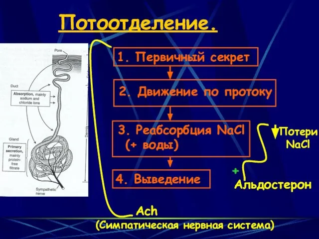 Потоотделение. 2. Движение по протоку Альдостерон +