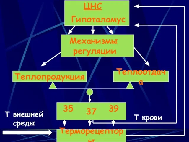 Терморецепторы Т внешней среды ЦНС Гипоталамус Механизмы регуляции Т крови