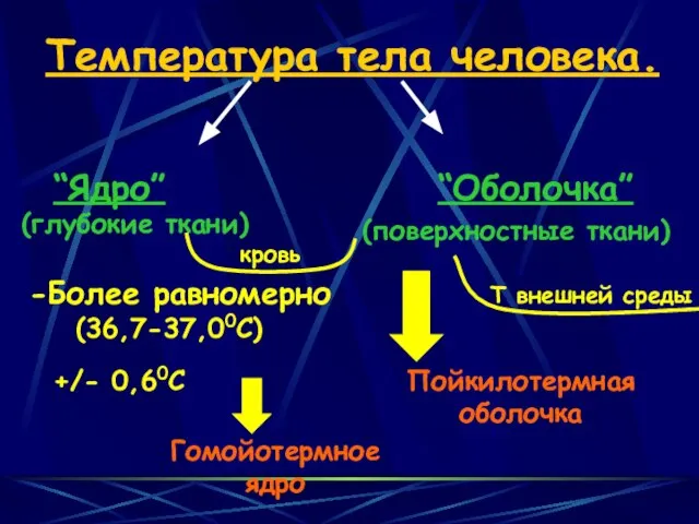 Температура тела человека. “Ядро” “Оболочка” (глубокие ткани) (поверхностные ткани) Пойкилотермная оболочка