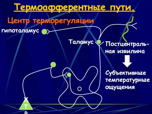 Термоафферентные пути. ХТР Таламус Постцентраль- ная извилина гипоталамус Центр терморегуляции Субъективные температурные ощущения