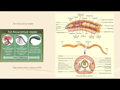 Тип Кольчатые черви http://www.ebio.ru/zoo14.html