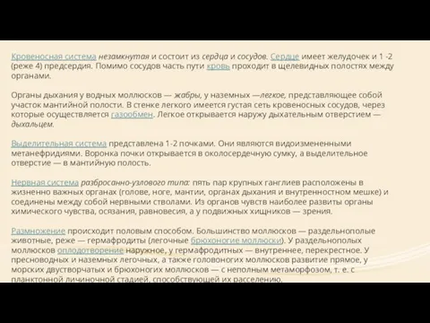 Кровеносная система незамкнутая и состоит из сердца и сосудов. Сердце имеет