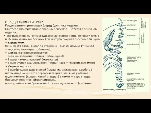 ОТРЯД ДЕСЯТИНОГИЕ РАКИ Представитель: речной рак (отряд Десятиногие раки) Обитает в